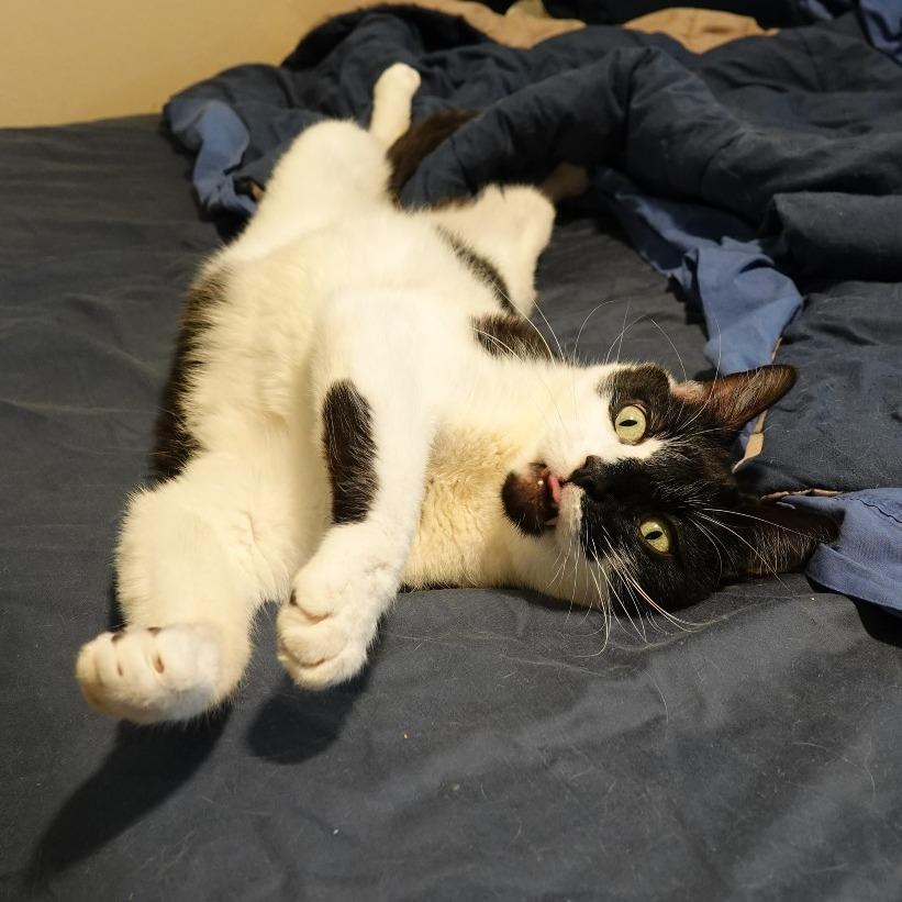 Enlarge Kijo, a Adoptable Domestic Short Hair in Denver, CO image 3/6