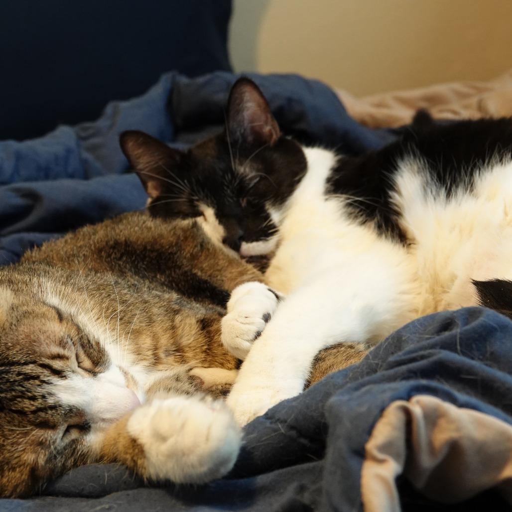 Enlarge Kijo, a Adoptable Domestic Short Hair in Denver, CO image 4/6