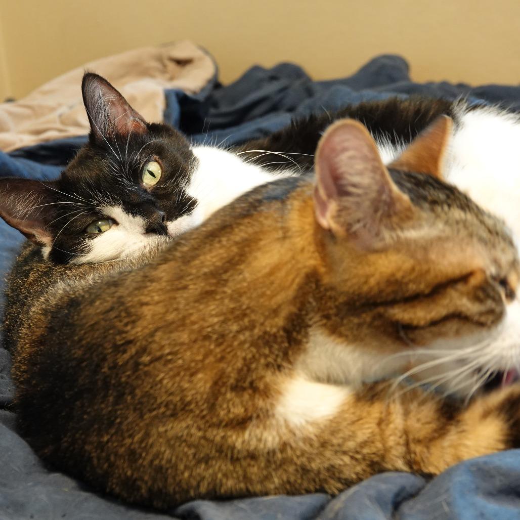 Enlarge Kijo, a Adoptable Domestic Short Hair in Denver, CO image 5/6