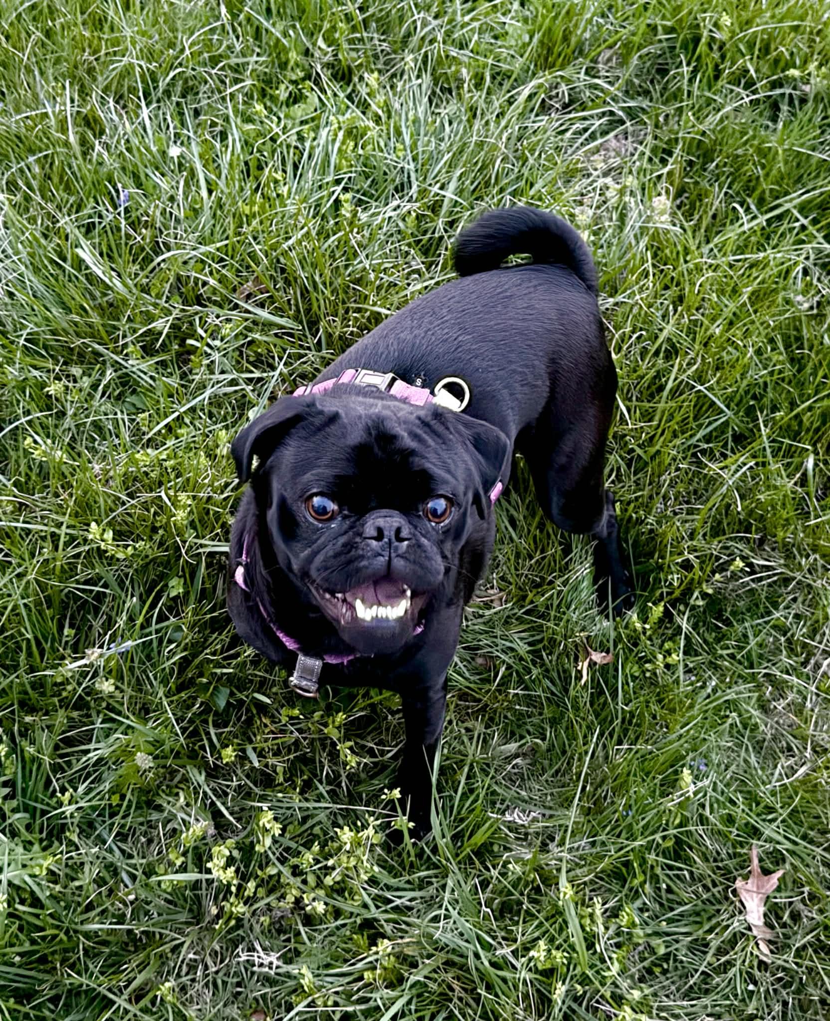 Enlarge Rocky, an adopted Puggle in Columbia, MO image 4/5