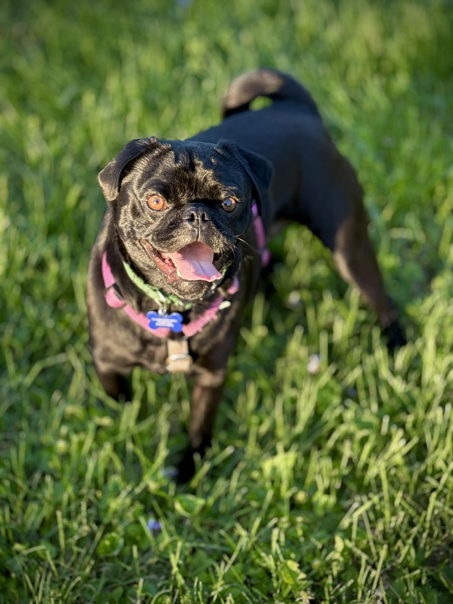Enlarge Rocky, an adopted Puggle in Columbia, MO image 2/5