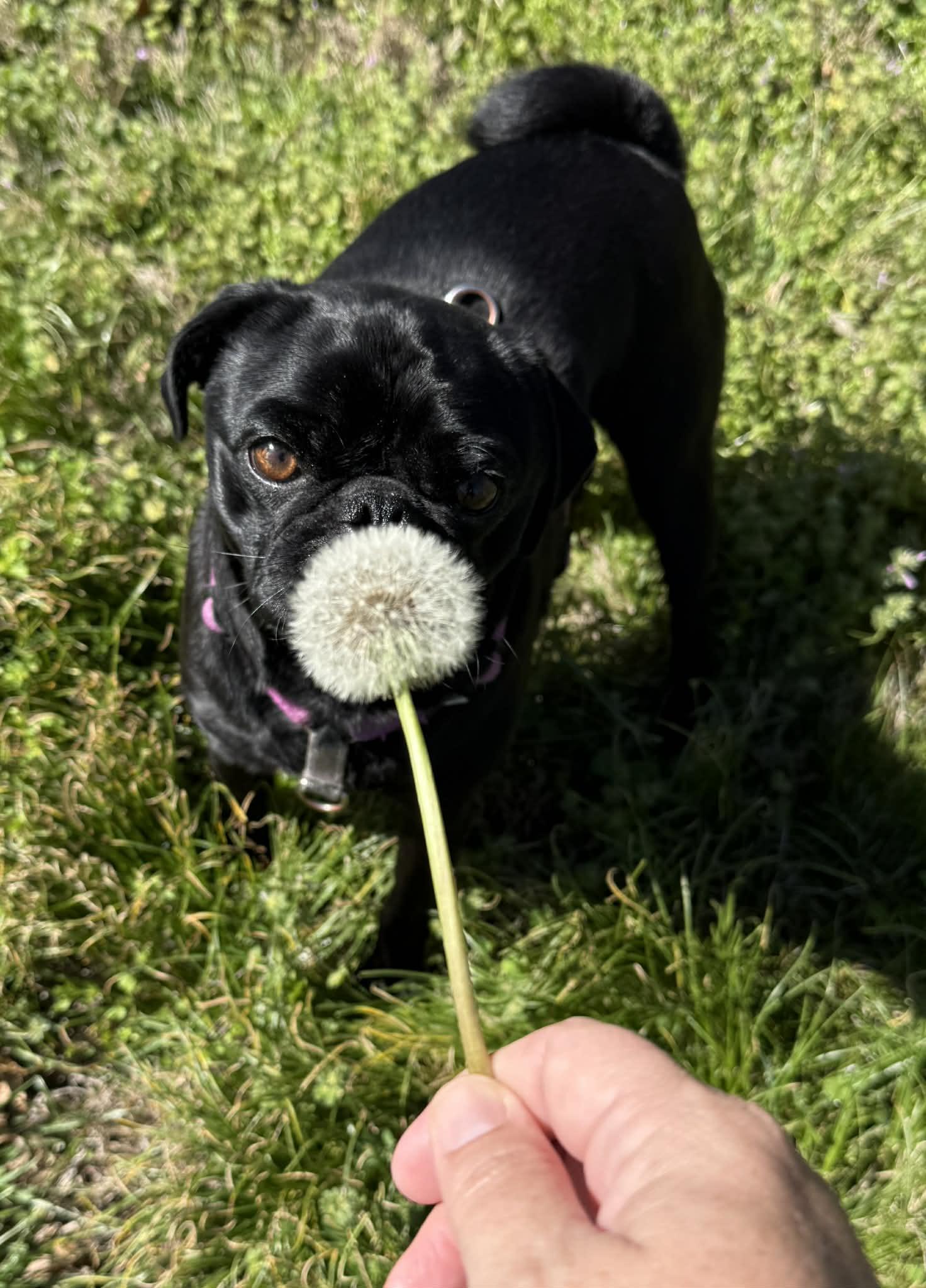 Enlarge Rocky, an adopted Puggle in Columbia, MO image 3/5