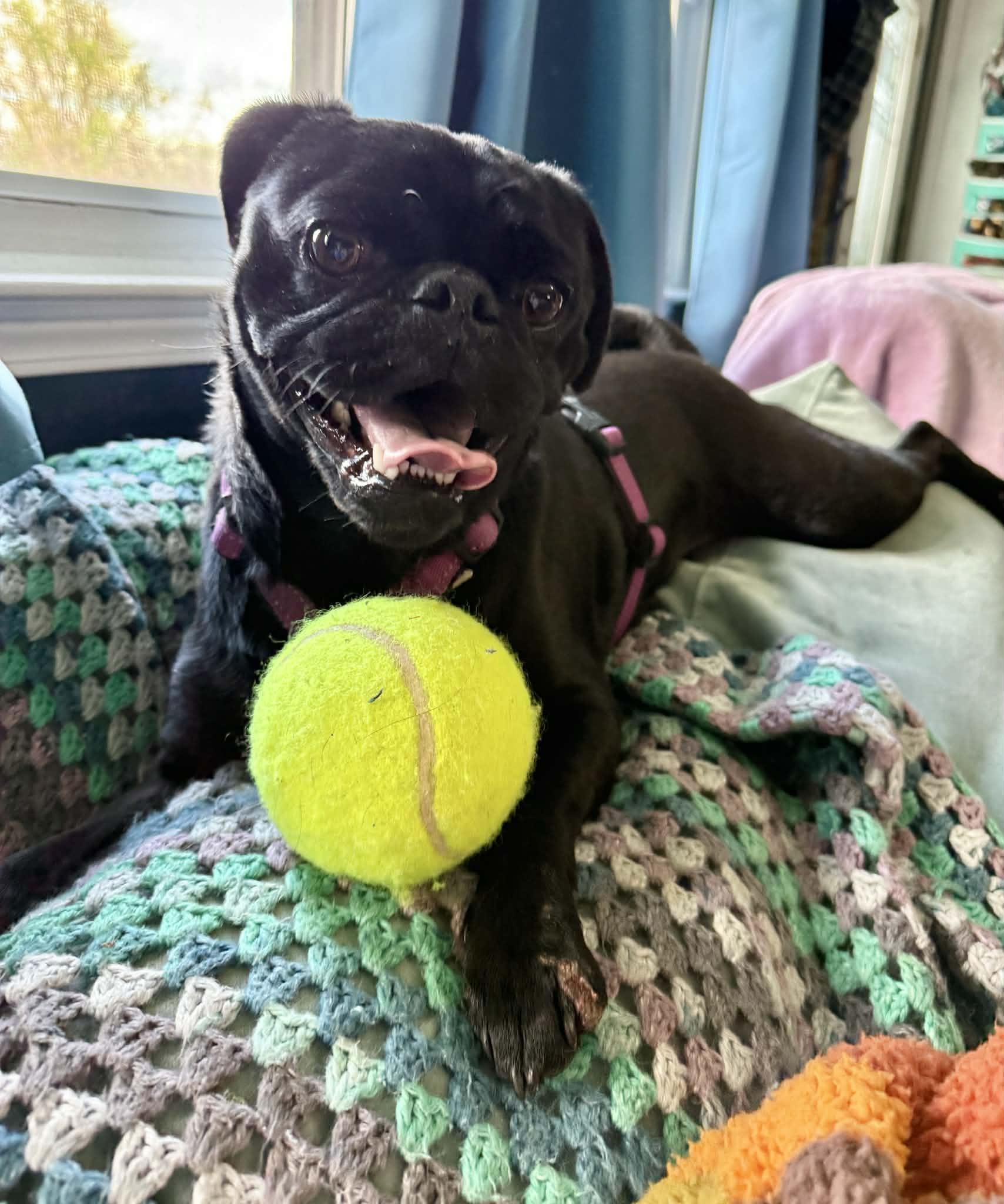 Enlarge Rocky, an adopted Puggle in Columbia, MO image 5/5
