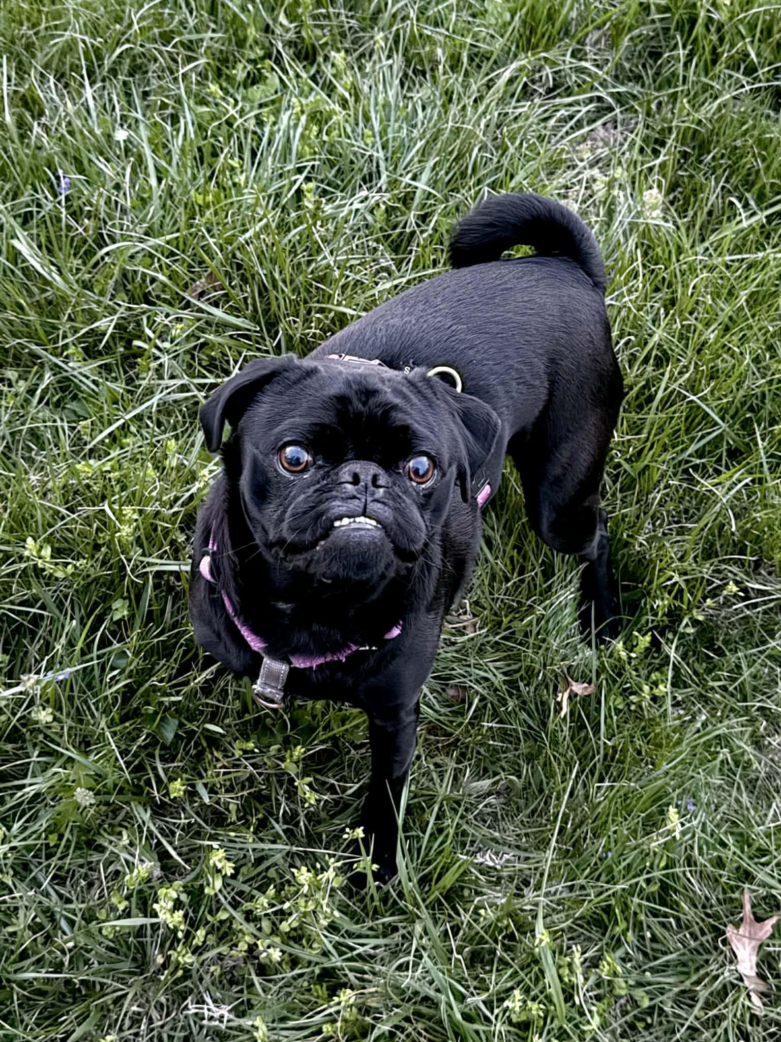 Enlarge Rocky, an adopted Puggle in Columbia, MO image 1/5