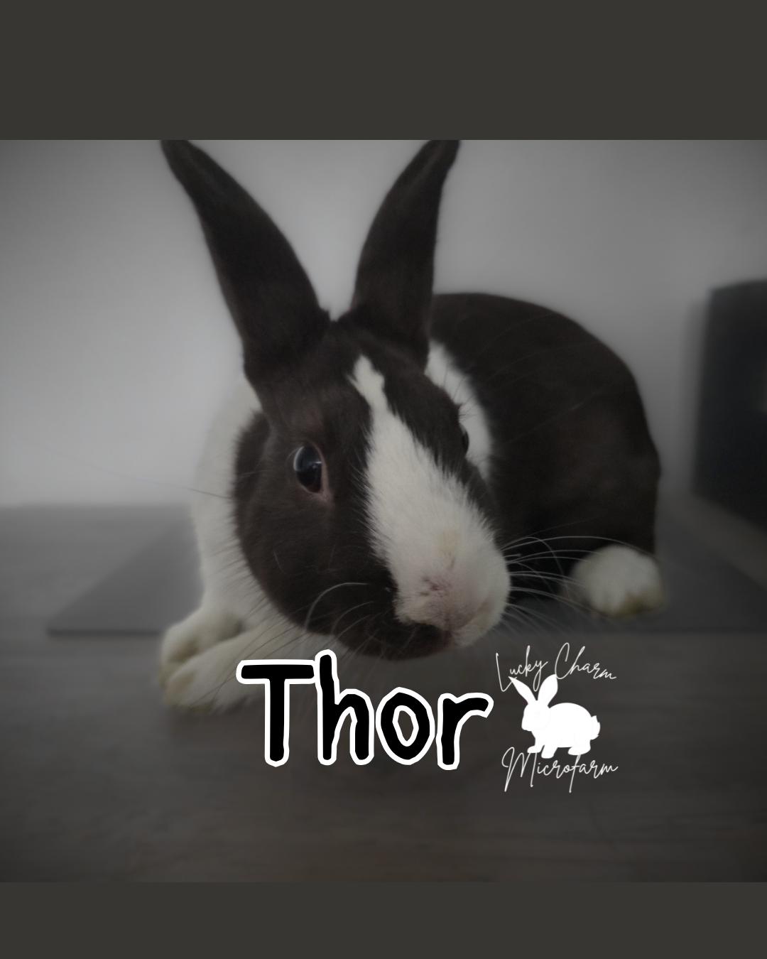 Thor, ADOPTABLE, Adult Male Dutch.
