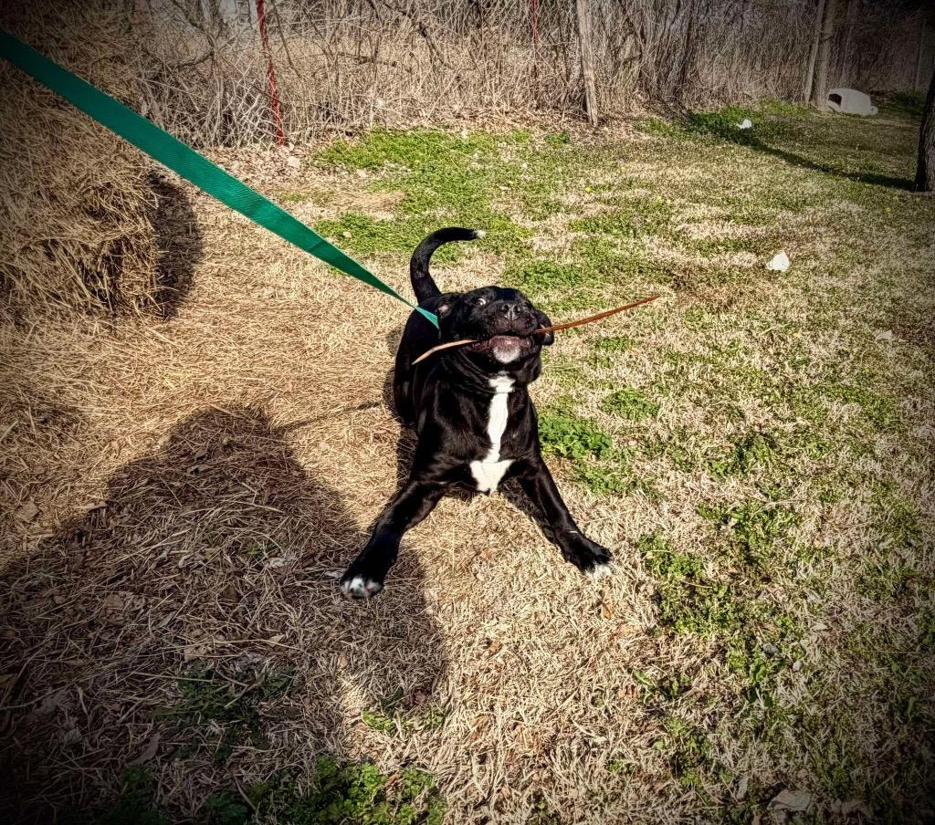 Luna, Adoptable, Young Female Labrador Retriever & Pit Bull Terrier.