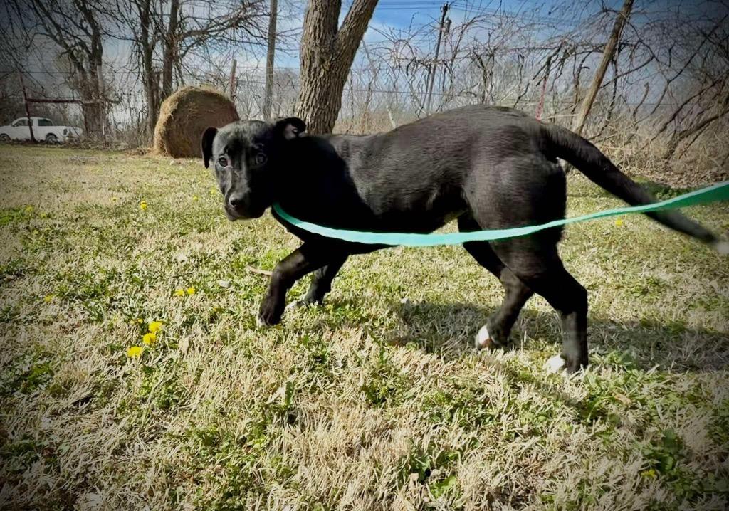 Enlarge Luna, a Adoptable mixed breed in Ada, OK image 2/5