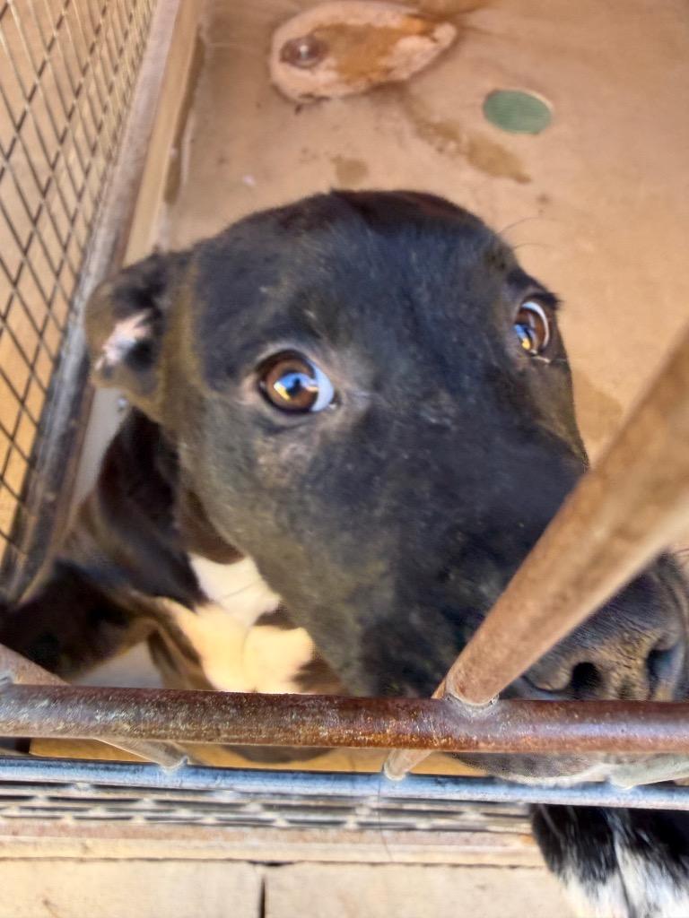 Enlarge Luna, a Adoptable mixed breed in Ada, OK image 3/5