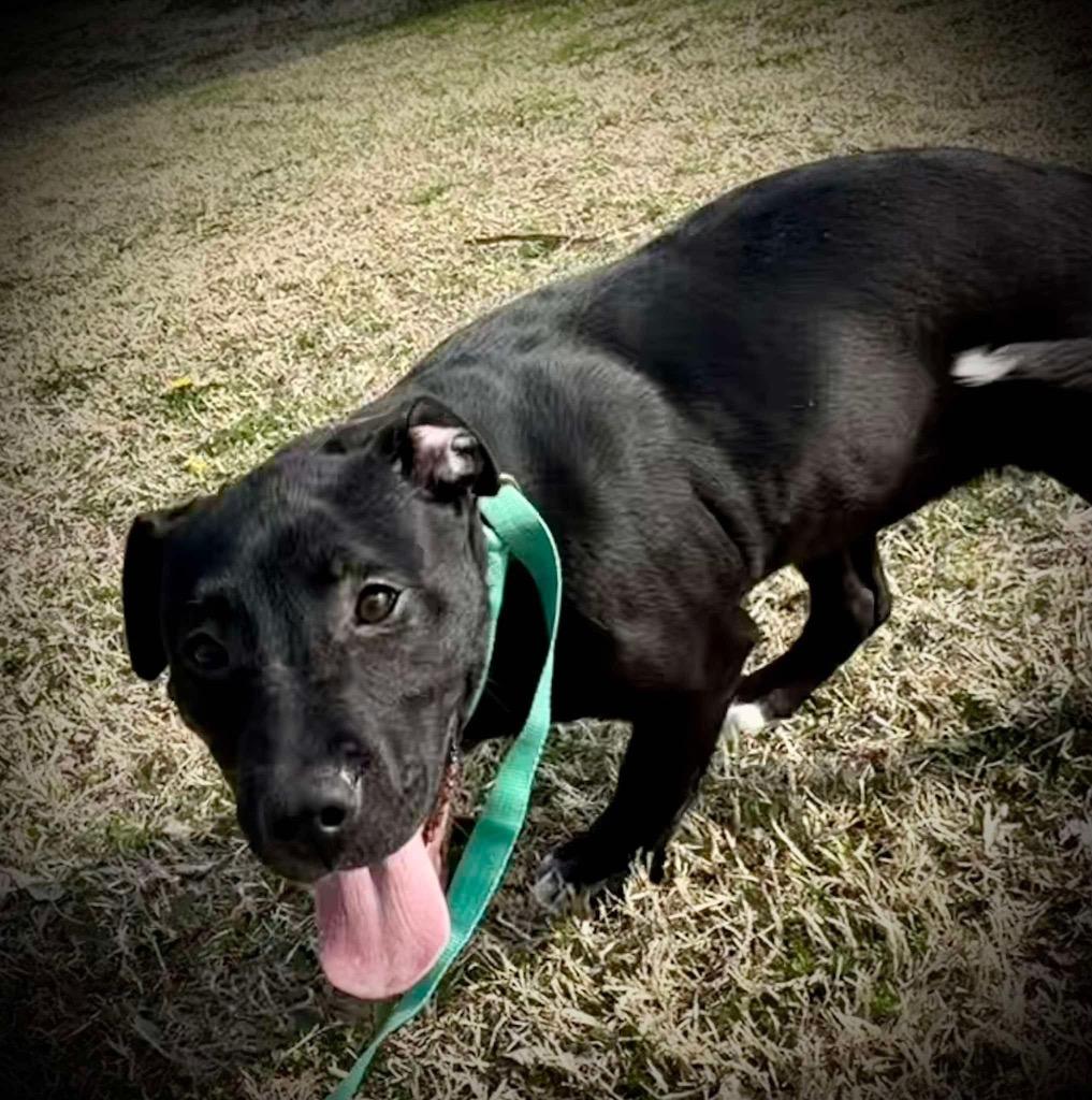 Enlarge Luna, a Adoptable mixed breed in Ada, OK image 4/5