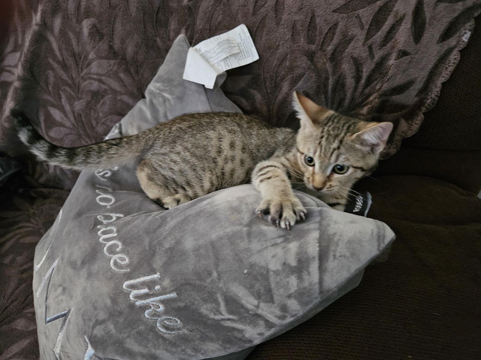 DAWSON, Adopted, Kitten Male Domestic Short Hair.