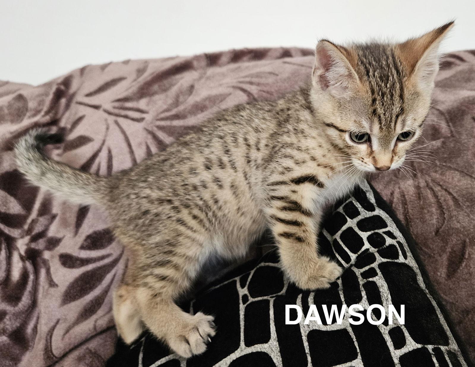 Enlarge DAWSON, a Adopted Domestic Short Hair in Flushing, NY image 2/3
