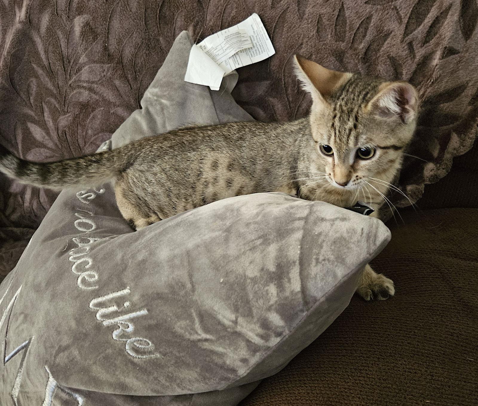 Enlarge DAWSON, a Adopted Domestic Short Hair in Flushing, NY image 3/3