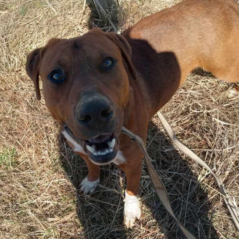 Toby , ADOPTABLE, Young Male Pit Bull Terrier & Doberman Pinscher.