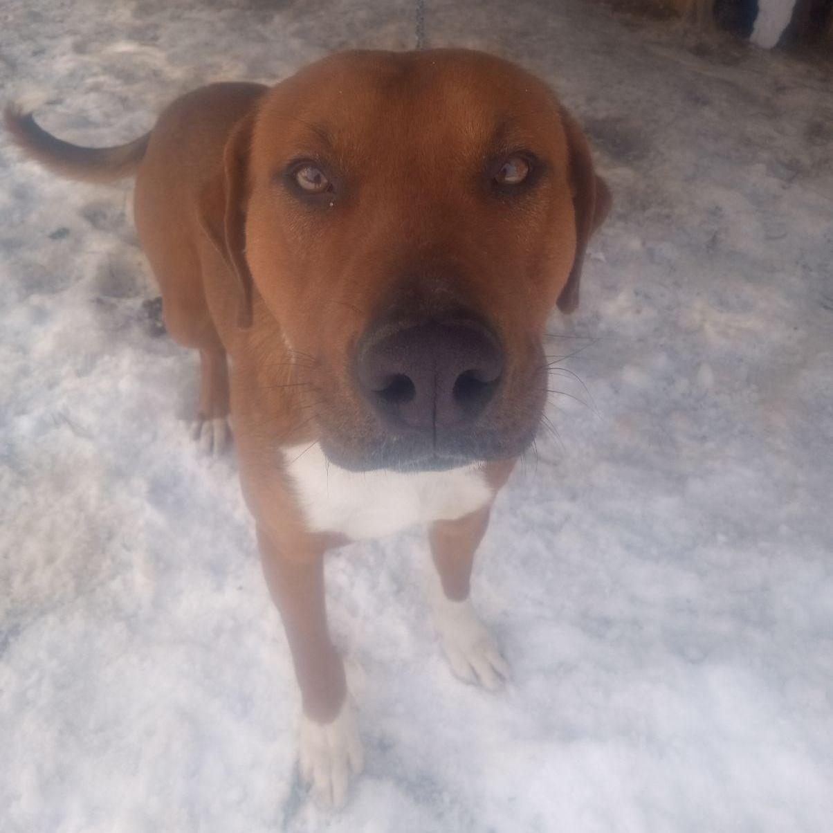 Enlarge Toby , a ADOPTABLE mixed breed in Charleston , WV image 2/4