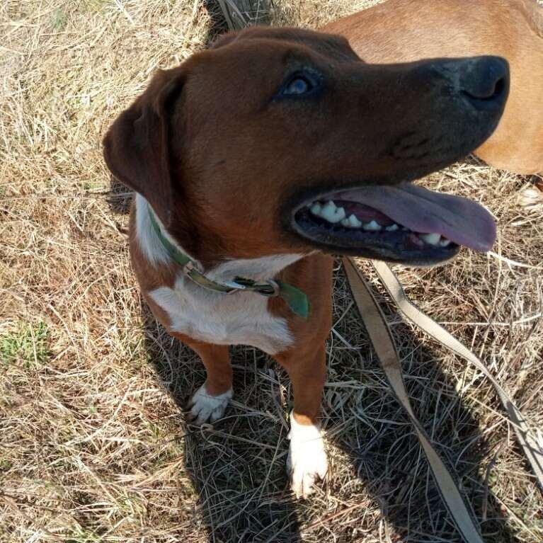 Enlarge Toby , a ADOPTABLE mixed breed in Charleston , WV image 4/4