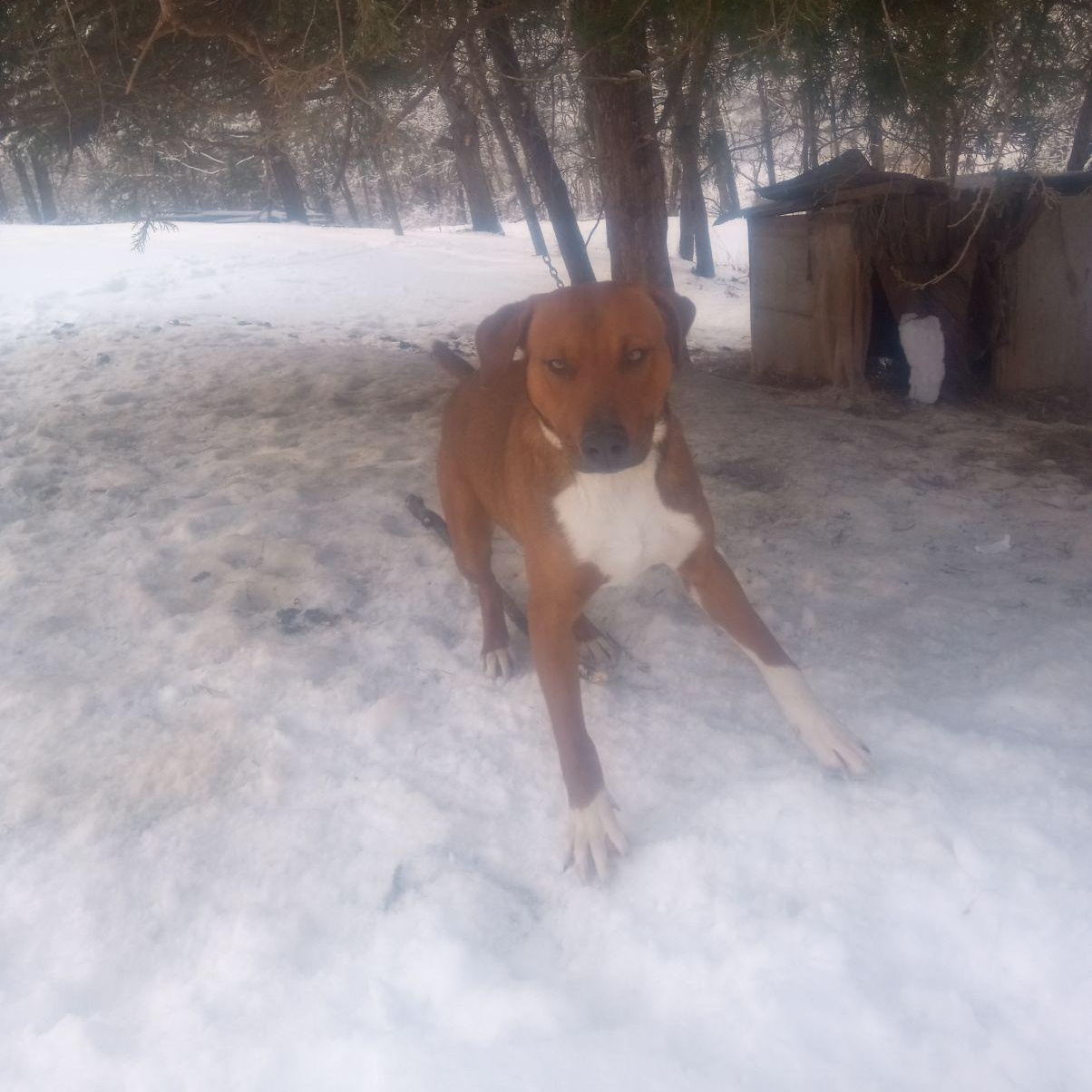 Enlarge Toby , a ADOPTABLE mixed breed in Charleston , WV image 3/4