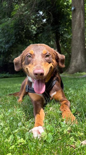 Mocha, Adopted, Young Female Australian Shepherd.