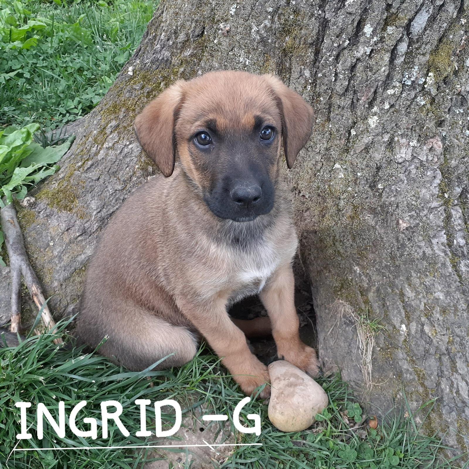 Ingrid (3mo, 21lbs), Adopted, Puppy Female Hound & German Shepherd Dog.