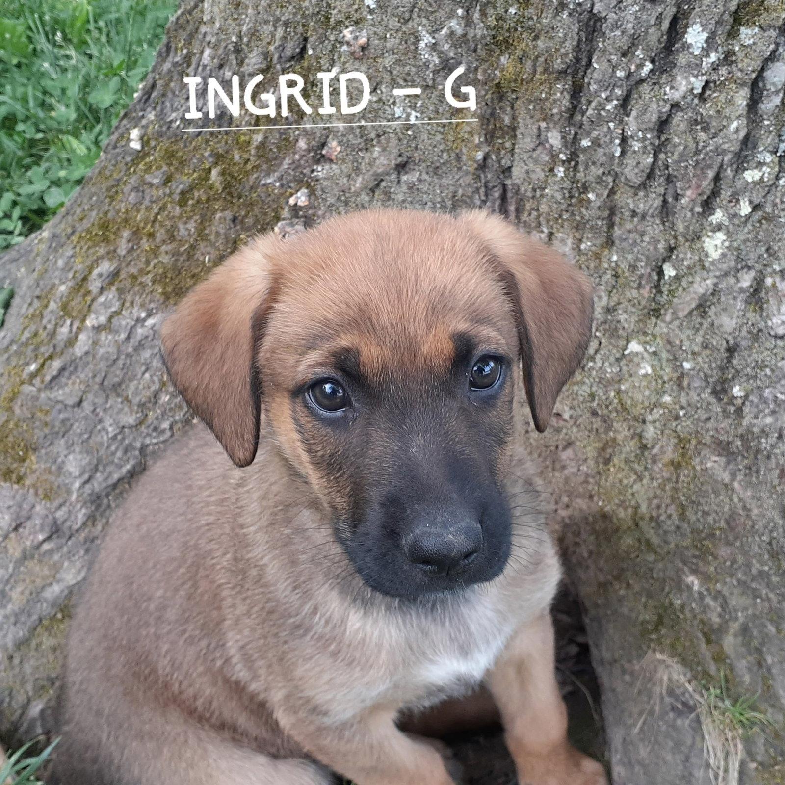 Enlarge Ingrid (3mo, 21lbs), a Adopted mixed breed in Hinton, WV image 2/2