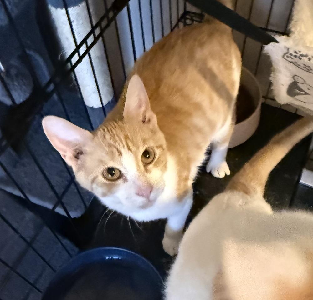 Flamenco G., Adoptable, Kitten Female Domestic Short Hair.