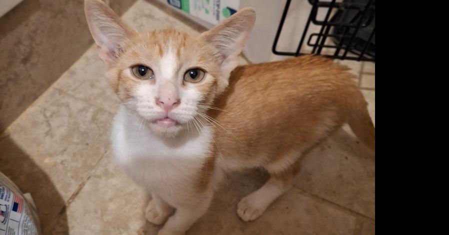 Enlarge Flamenco G., a Adoptable Domestic Short Hair in Peoria, IL image 2/4