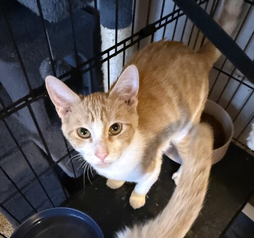 Enlarge Flamenco G., a Adoptable Domestic Short Hair in Peoria, IL image 3/4
