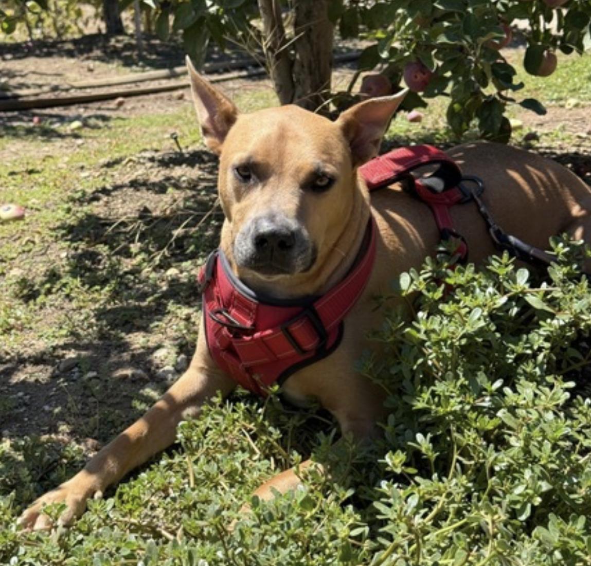 Buddy — thumbnail 5