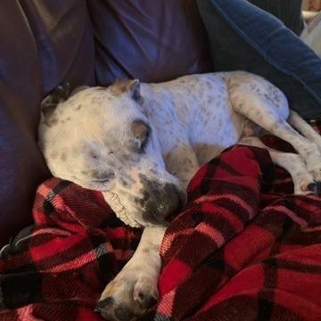 Enlarge Ferdinan, a Adoptable mixed breed in League City, TX image 2/6