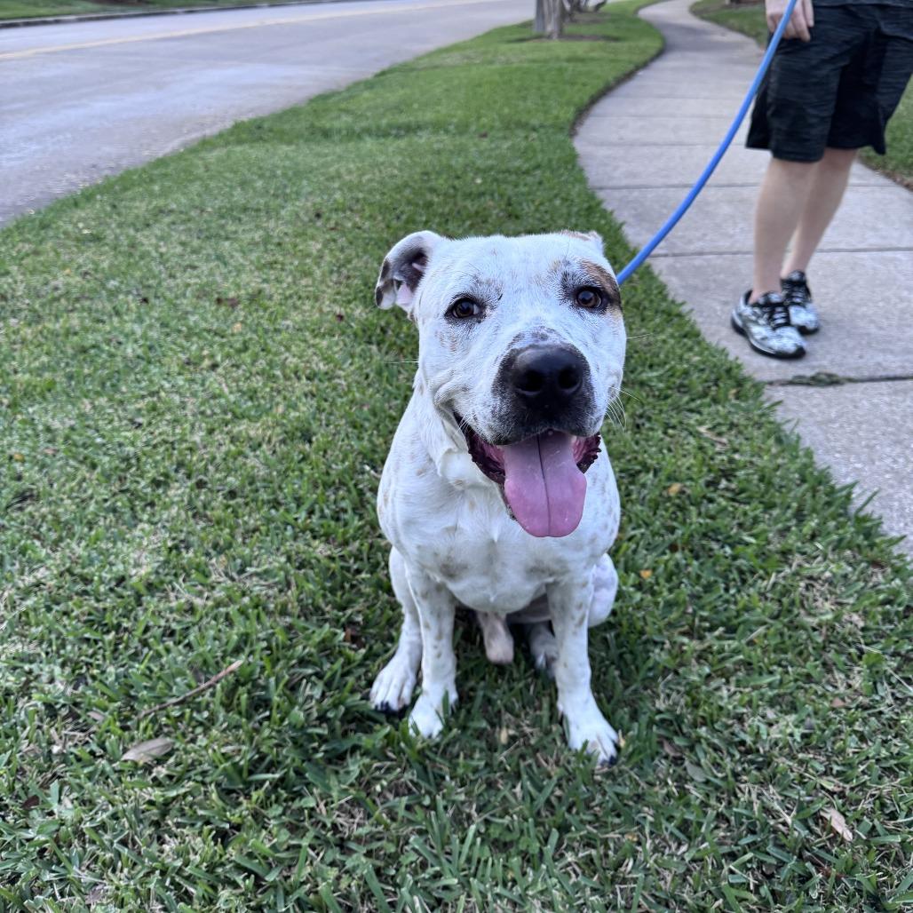 Enlarge Ferdinan, a Adoptable mixed breed in League City, TX image 3/6