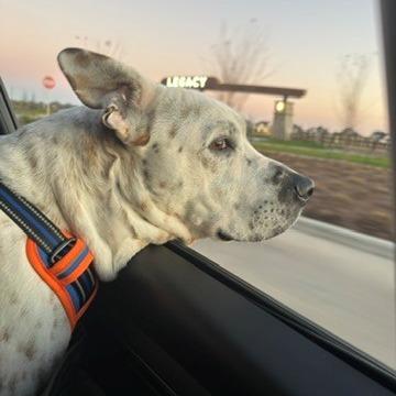 Enlarge Ferdinan, a Adoptable mixed breed in League City, TX image 4/6