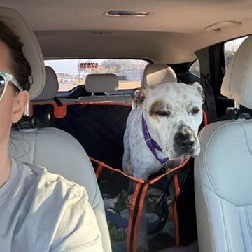 Enlarge Ferdinan, a Adoptable mixed breed in League City, TX image 6/6