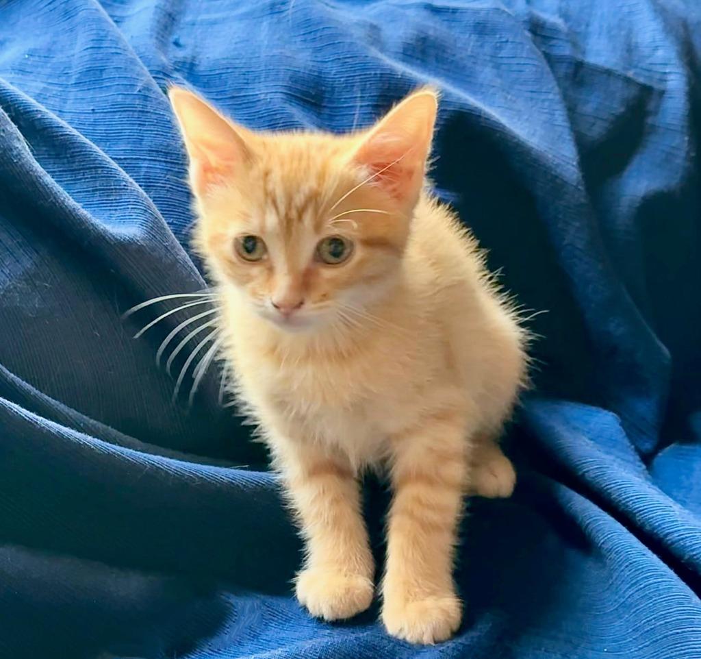 Orange Blossom, Adoptable, Kitten Female Domestic Short Hair.
