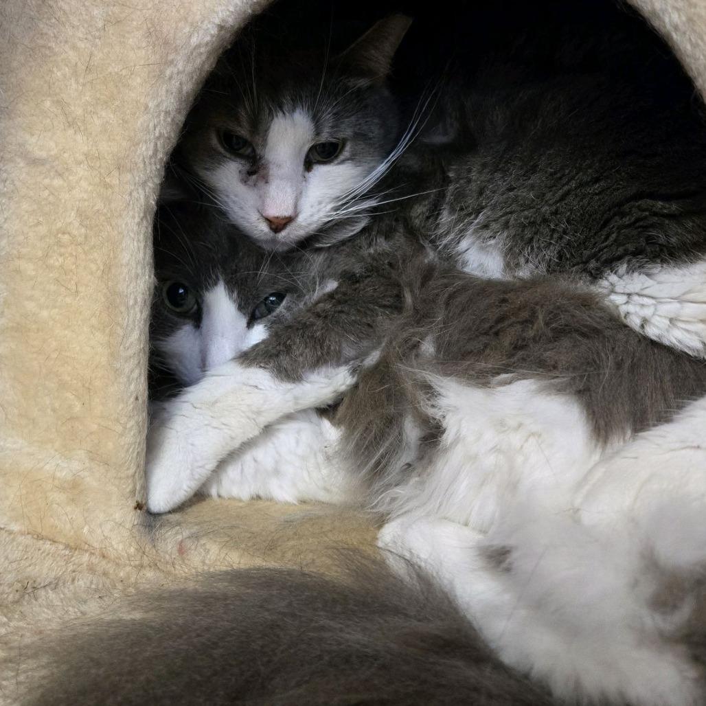 Poofy, Adoptable, Adult Male Domestic Long Hair.