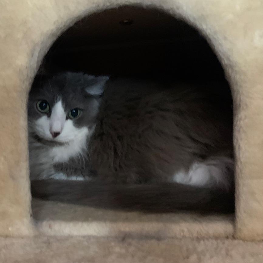 Enlarge Poofy, a Adoptable Domestic Long Hair in Branson, MO image 2/2