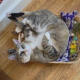 Willow (Courtesy Listing), Adoptable, Adult Female Domestic Short Hair.