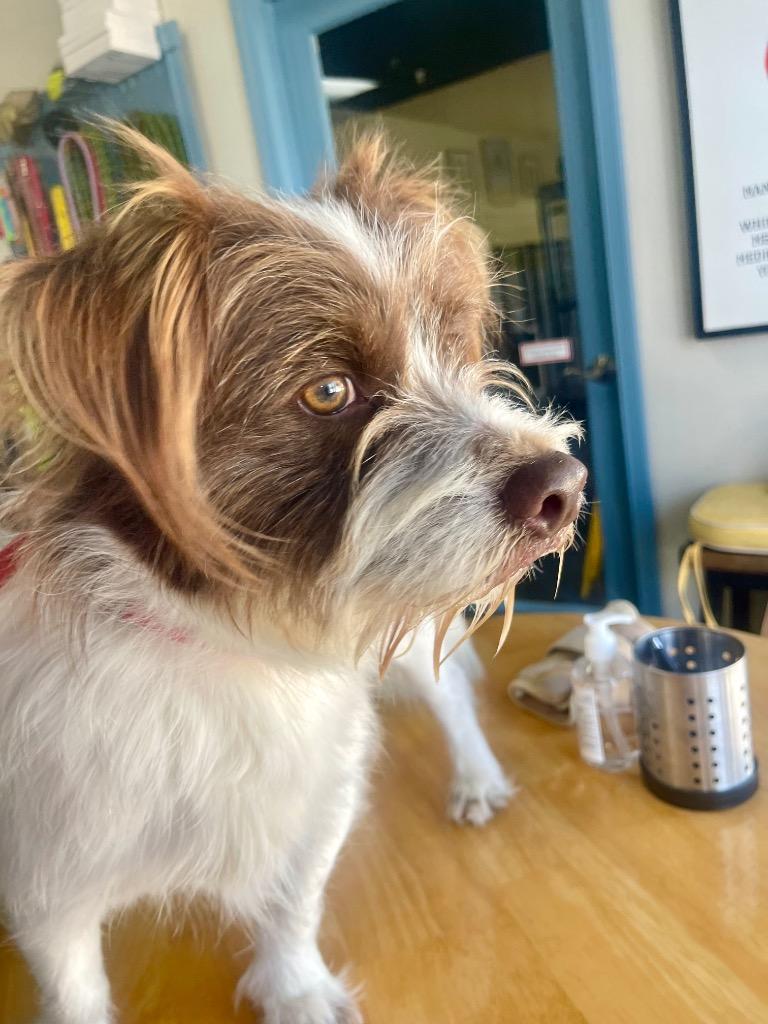 Jasper — thumbnail 2