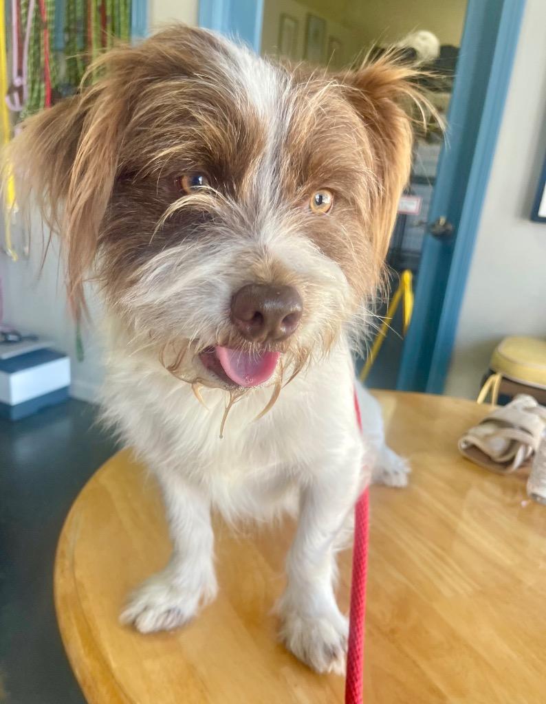 Jasper — thumbnail 3