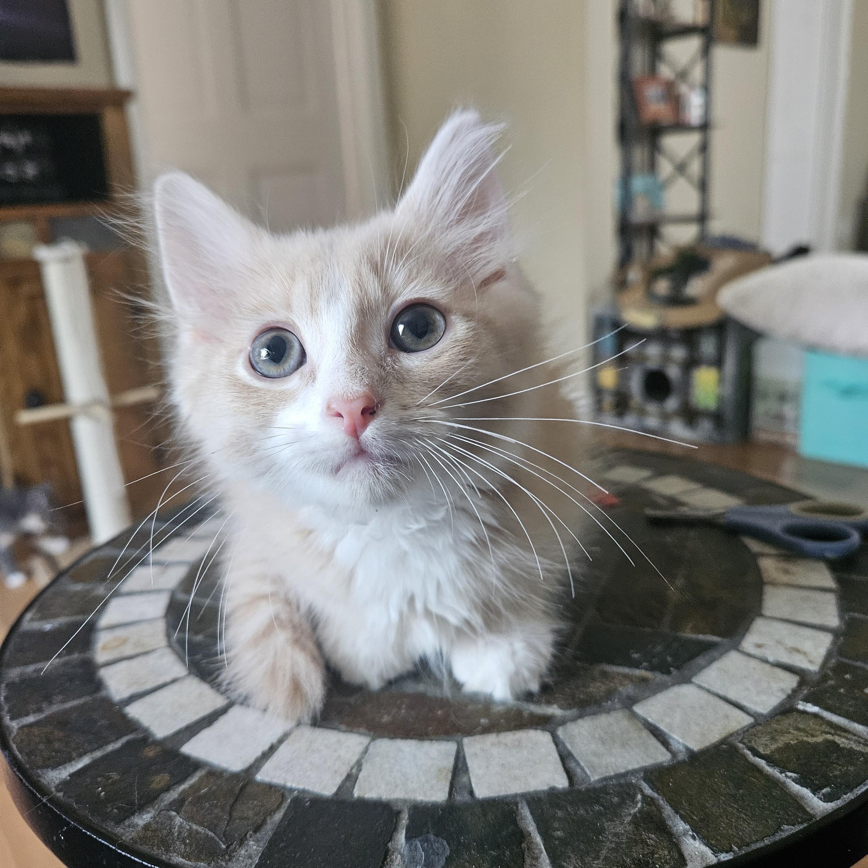 Max aka Maximus Floofs, an adopted Domestic Short Hair in Milwaukee, WI image 5/6
