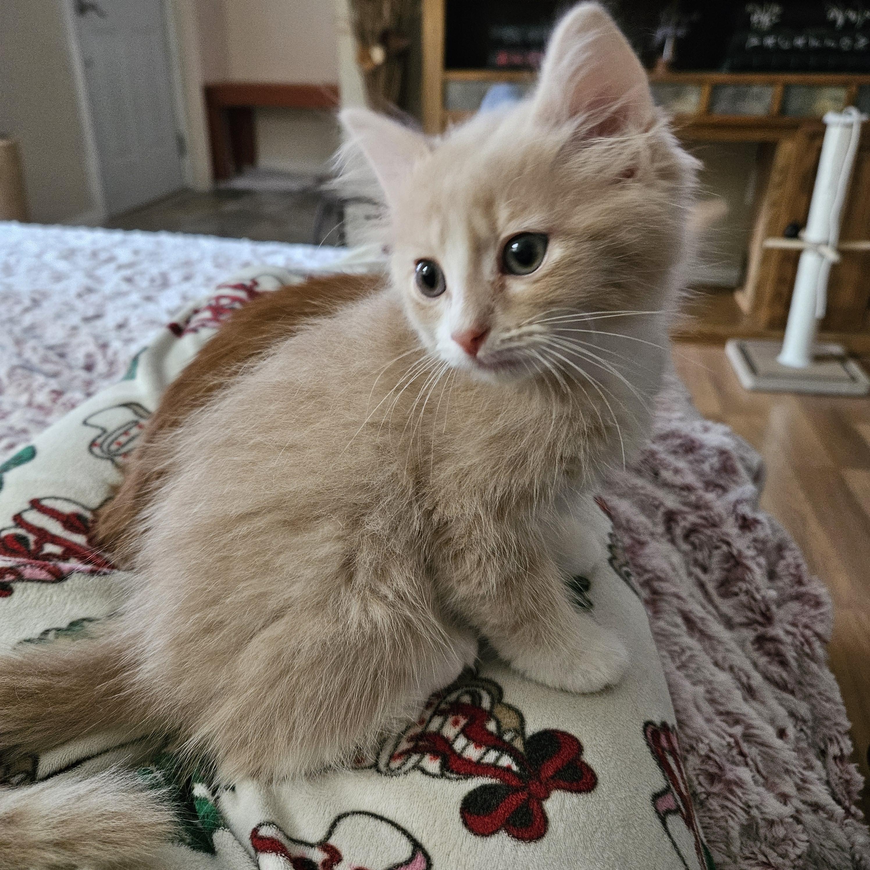 Max aka Maximus Floofs, an adopted Domestic Short Hair in Milwaukee, WI image 3/6