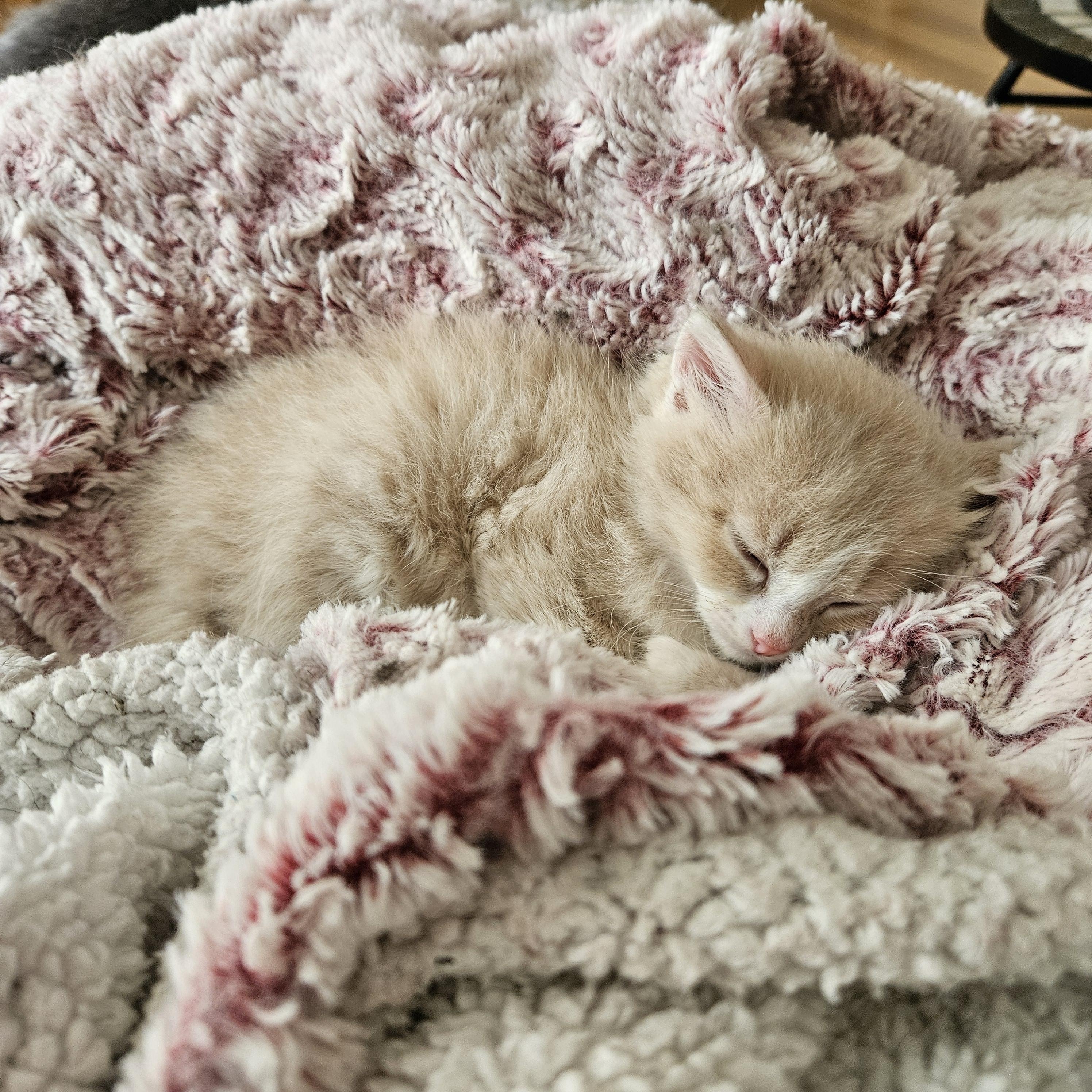 Max aka Maximus Floofs, an adopted Domestic Short Hair in Milwaukee, WI image 2/6