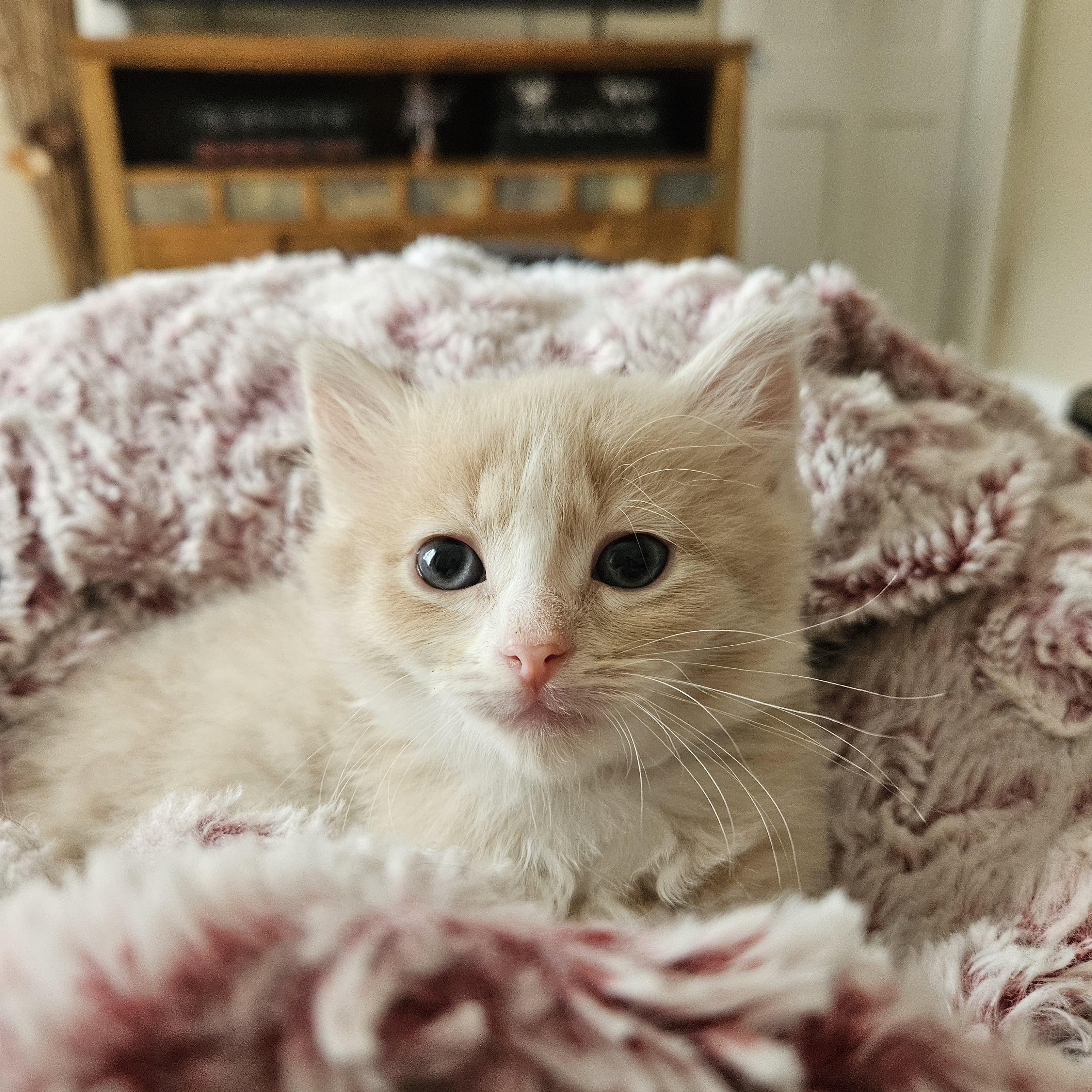 Max aka Maximus Floofs, adopted, Kitten Male Domestic Short Hair.