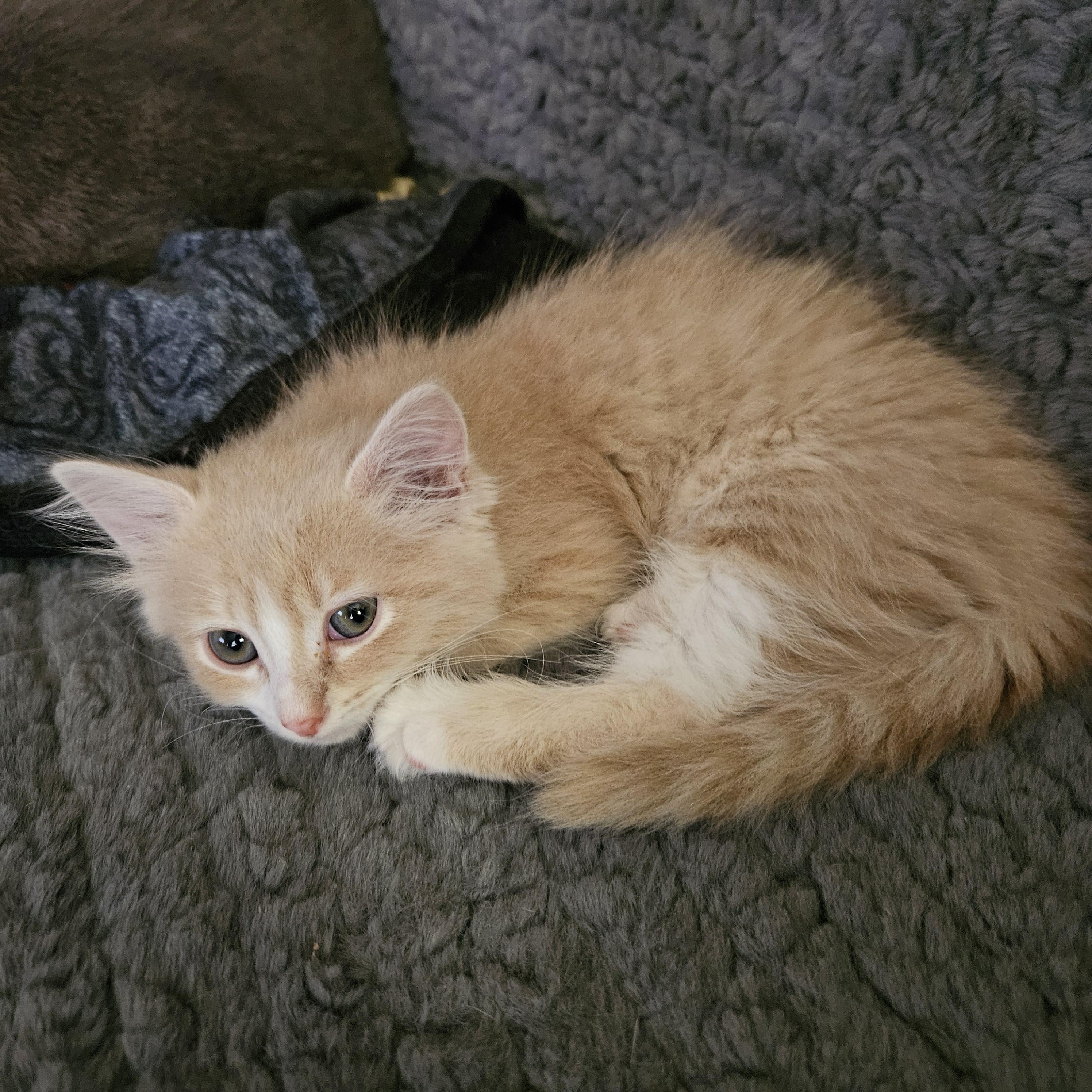 Max aka Maximus Floofs, an adopted Domestic Short Hair in Milwaukee, WI image 6/6