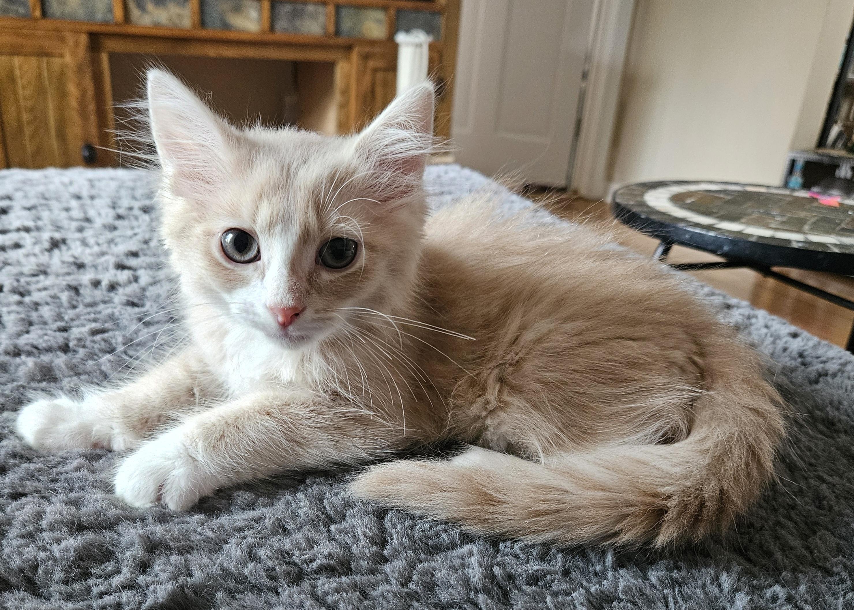 Max aka Maximus Floofs, an adopted Domestic Short Hair in Milwaukee, WI image 4/6