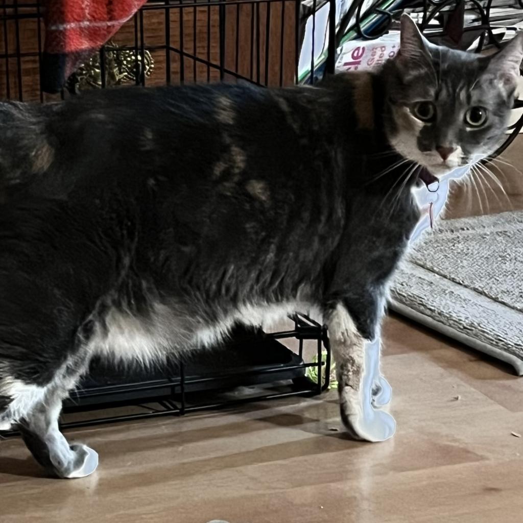 Riley, Adoptable, Senior Female Domestic Short Hair.