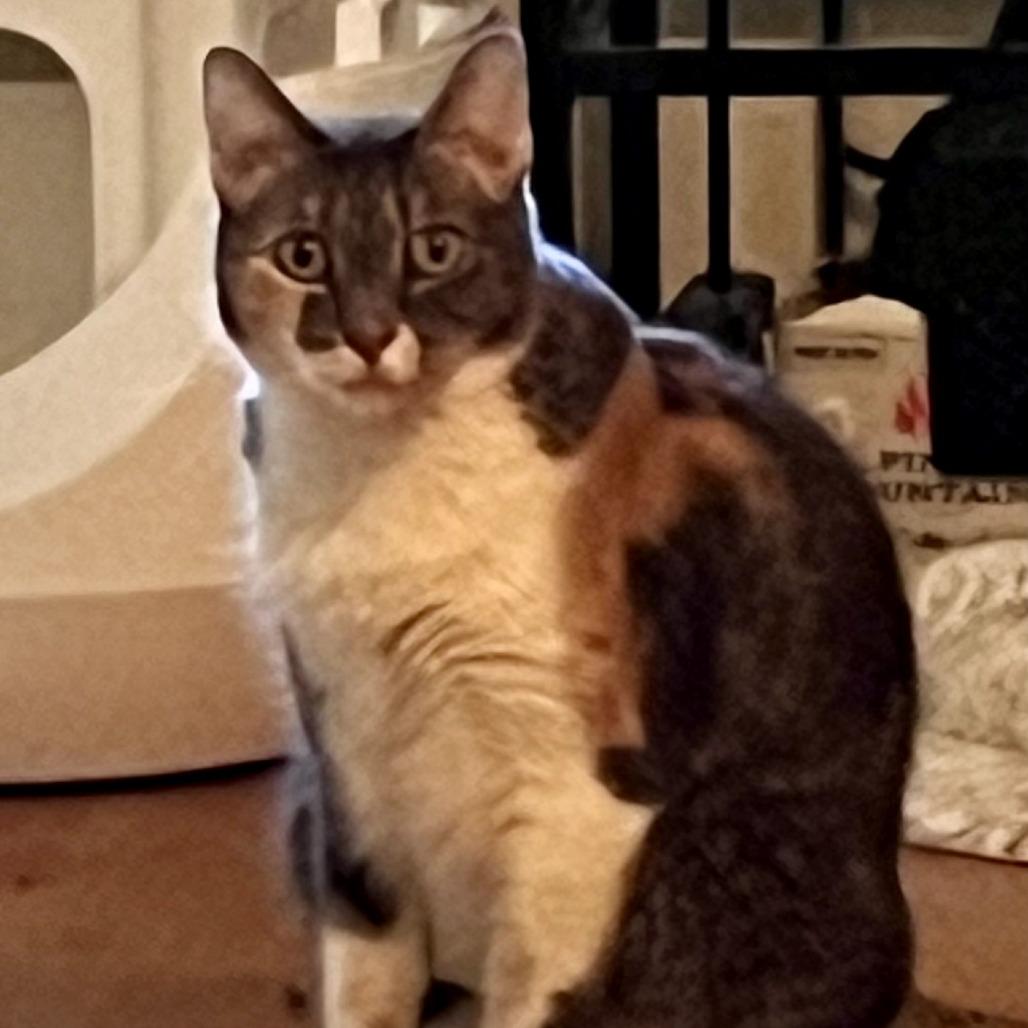 Enlarge Riley, a Adoptable mixed breed in San Antonio, TX image 3/3