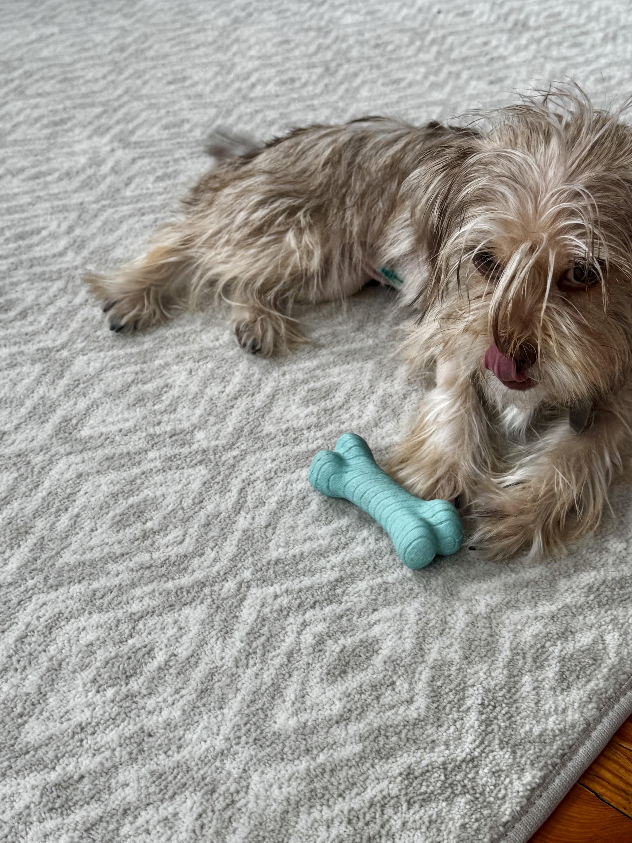 Enlarge ZouZou -913, a Adoptable mixed breed in Dallas, TX image 4/5