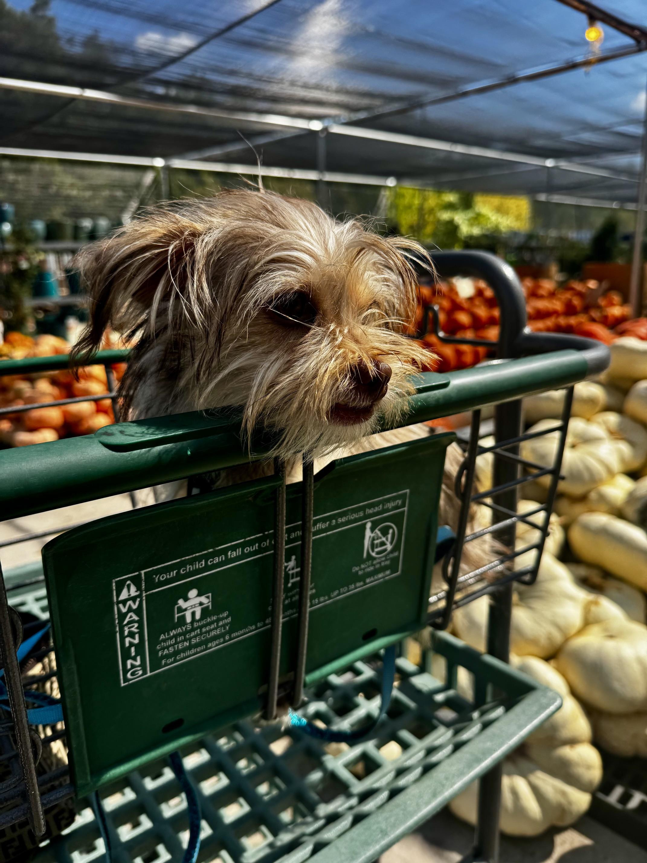 ZouZou -913, Adoptable, Puppy Female Shih Tzu & Yorkshire Terrier.