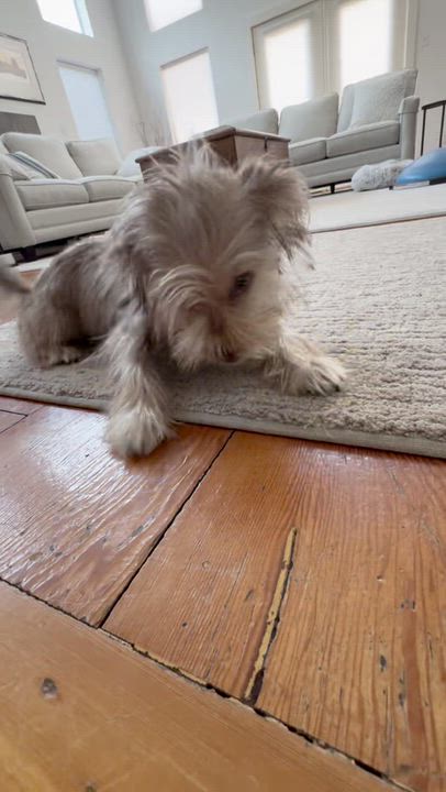 Enlarge ZouZou -913, a Adoptable mixed breed in Dallas, TX video 3/5