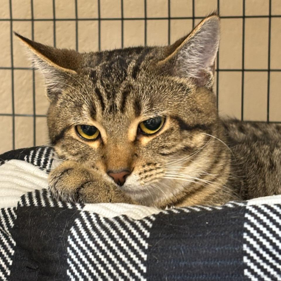 Enlarge Captain, a Adoptable Domestic Short Hair in Medford, OR image 1/1