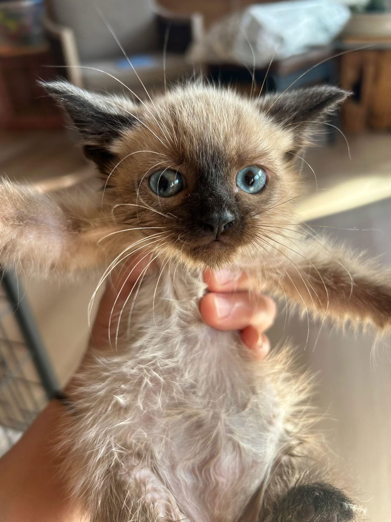 Jolli (Kitten), a Adopted Mixed Breed in San Francisco, CA image 3/3